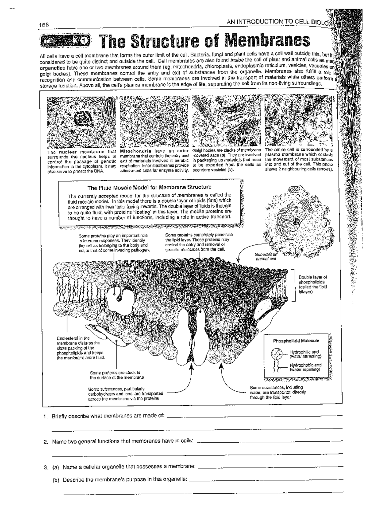 168 AN INTRODUCTION TO CELL BIOLOGY: Membrane Structure Worksheet - Studocu