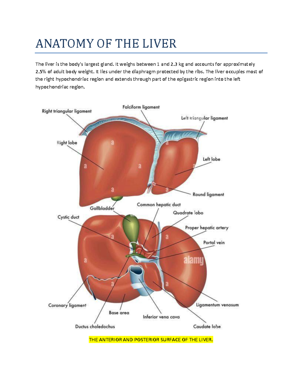 Anatomy of the Liver: Structure, Function, and Blood Supply Overview -  Studocu, image size:1200x1553