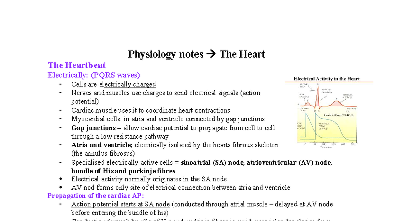 Physiology - The Heart: Electrical Activity & Regulation Notes - Studocu
