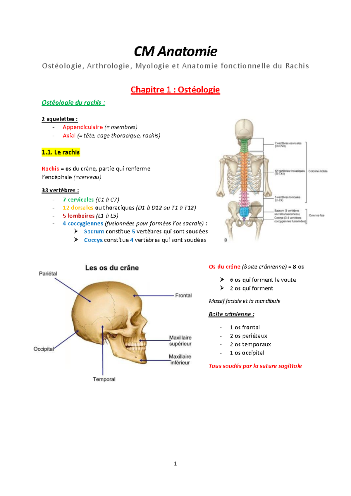 Anatomie du Rachis: Cours Complet en Ostéologie et Myologie - Studocu
