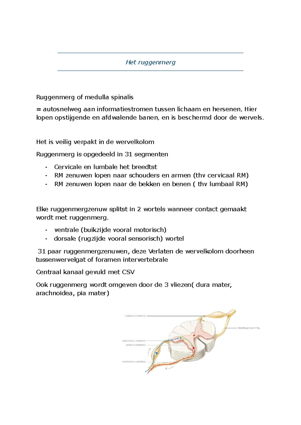 Zenuwstelsel Deel 2: Anatomie en Fysiologie van het Ruggenmerg en ...