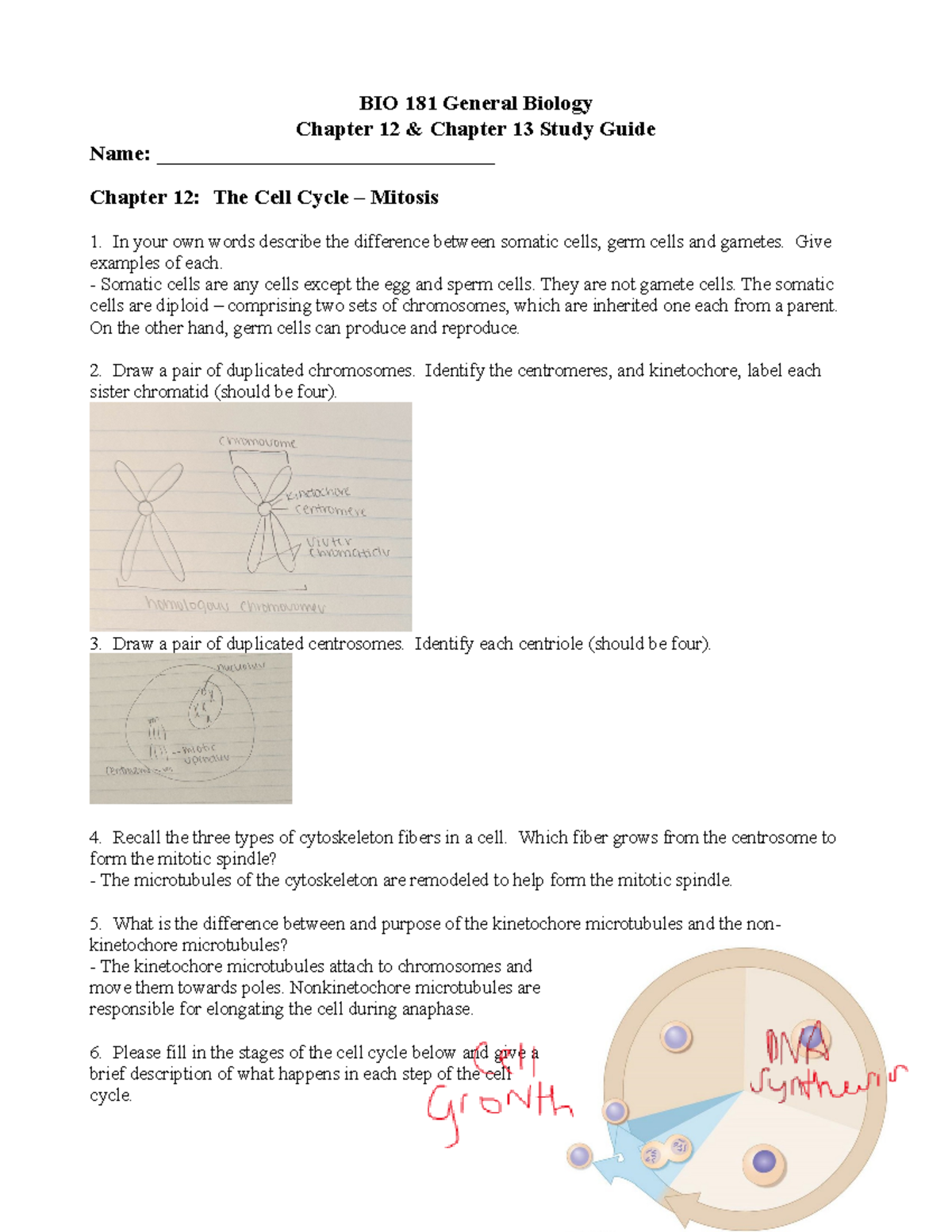 BIO 181 Week 9: Cell Cycle, Mitosis, and Meiosis Study Guide - Studocu
