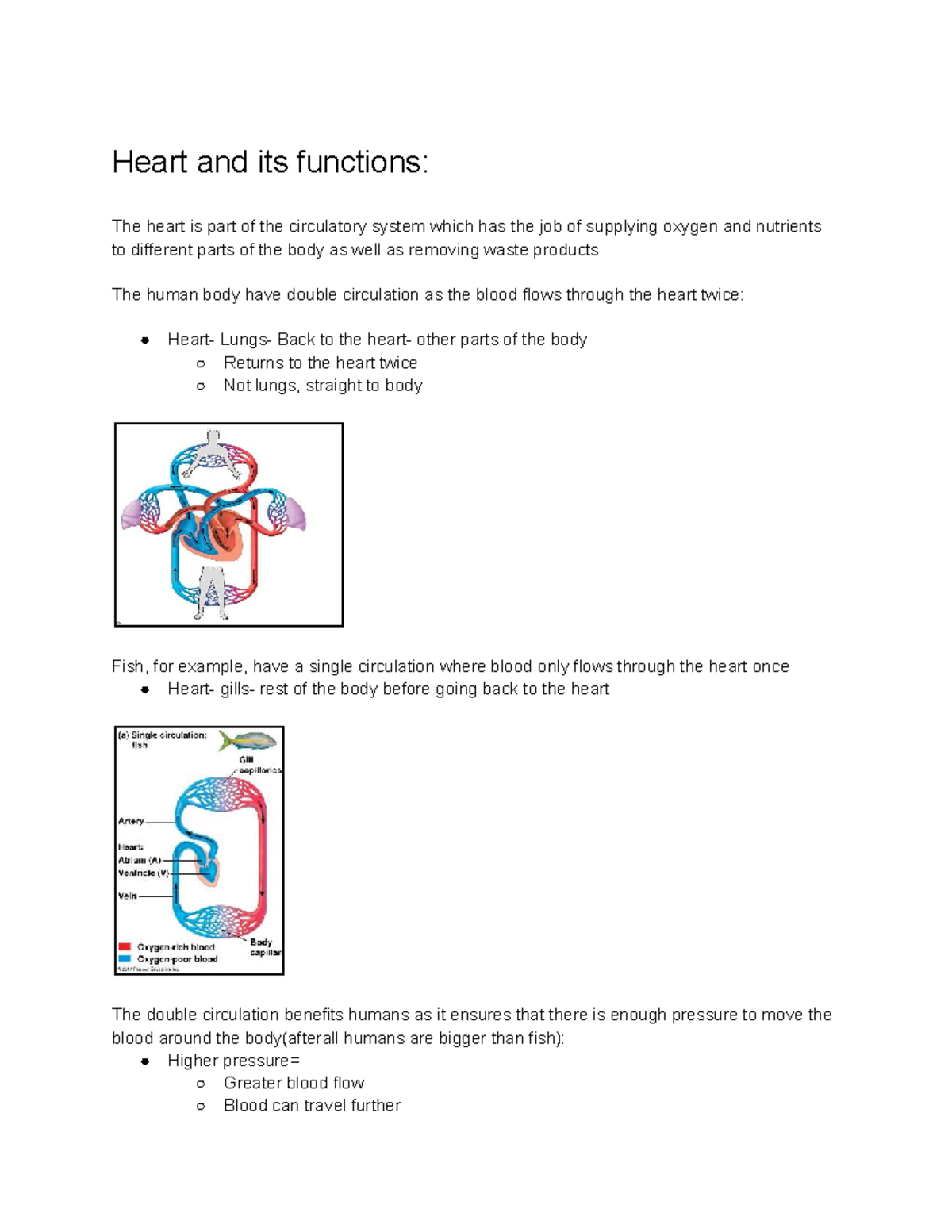 B12 Notes: Heart Functions and Circulatory System Overview - Studocu