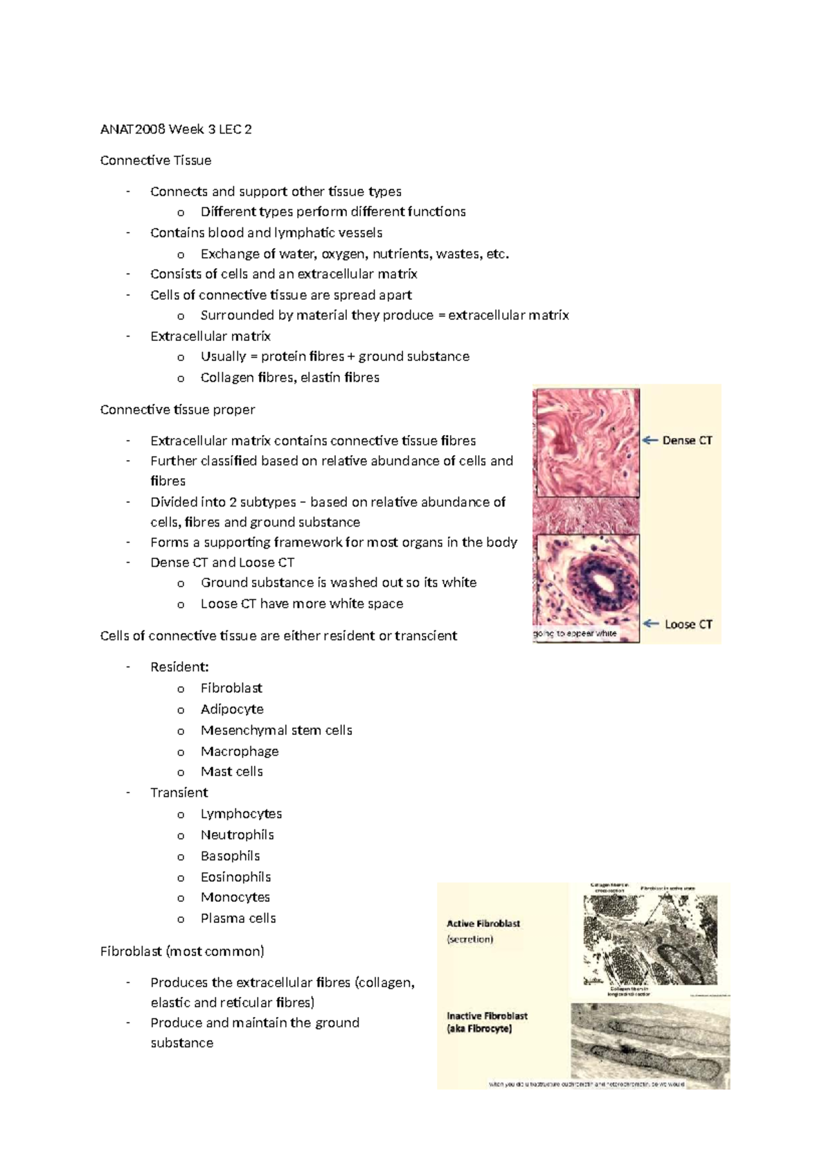 ANAT2008 Week 3 LEC 2 - Connective Tissue Overview and Functions - Studocu