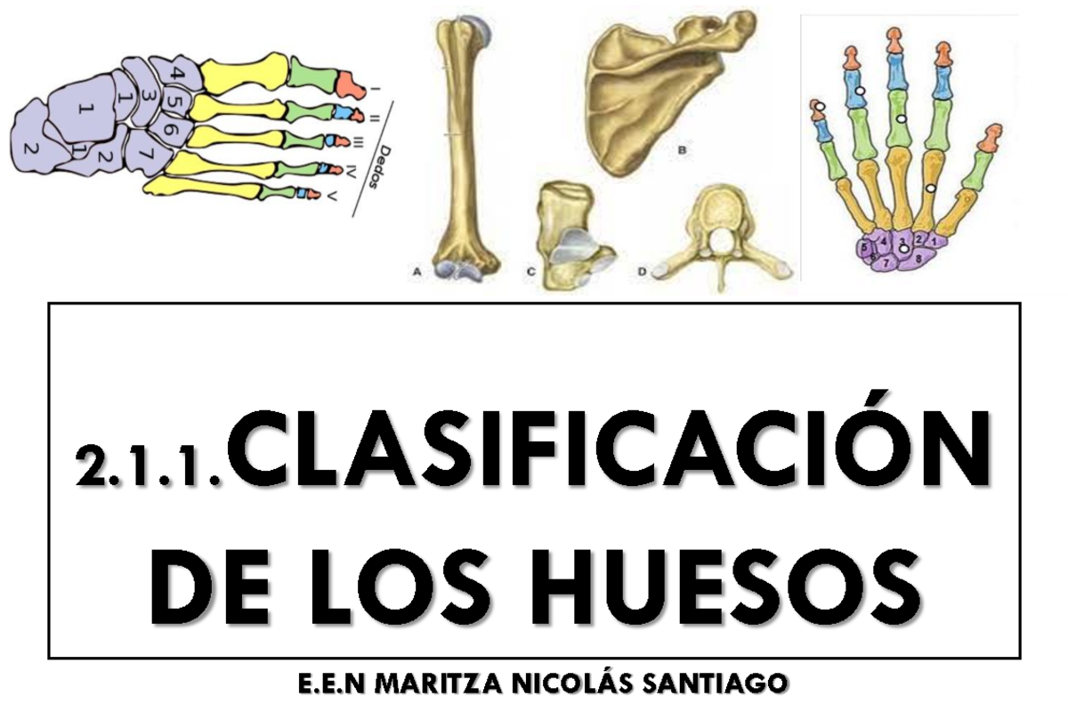 Clasificación de los Huesos - Sistema Esquelético y Tipos de Huesos - Document Preview