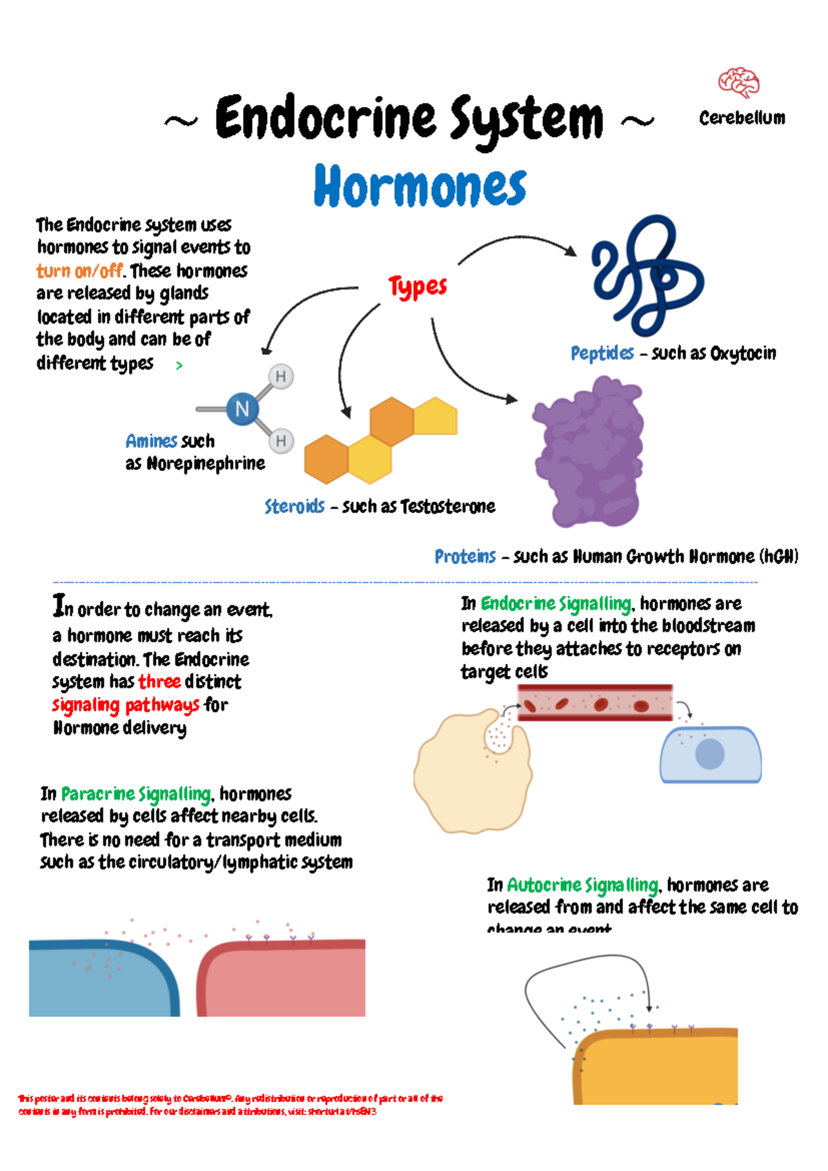 Endocrinology Introduction: Exploring Hormones & Signaling Pathways ...