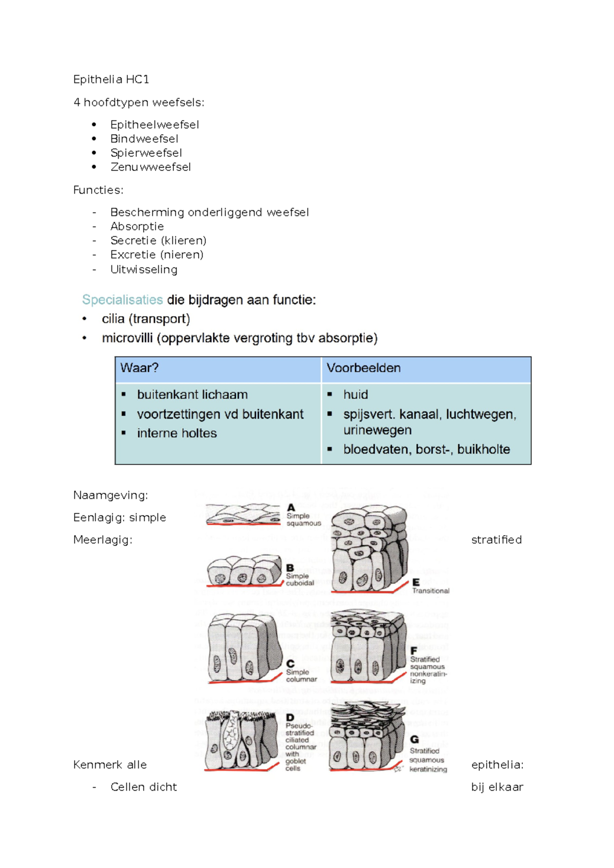 Epithelia Hoorcollege 1: Hoofdtypen en Functies van Epitheelweefsel ...