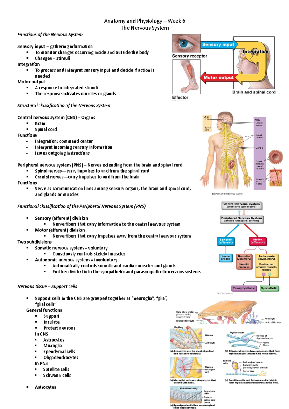 The Nervous System - APH Week 6 Study Notes and Key Concepts - Studocu