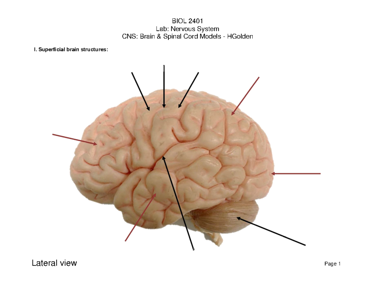 BIOL 2401 Final Exam Nervous System Lab Practice - HGolden - Studocu