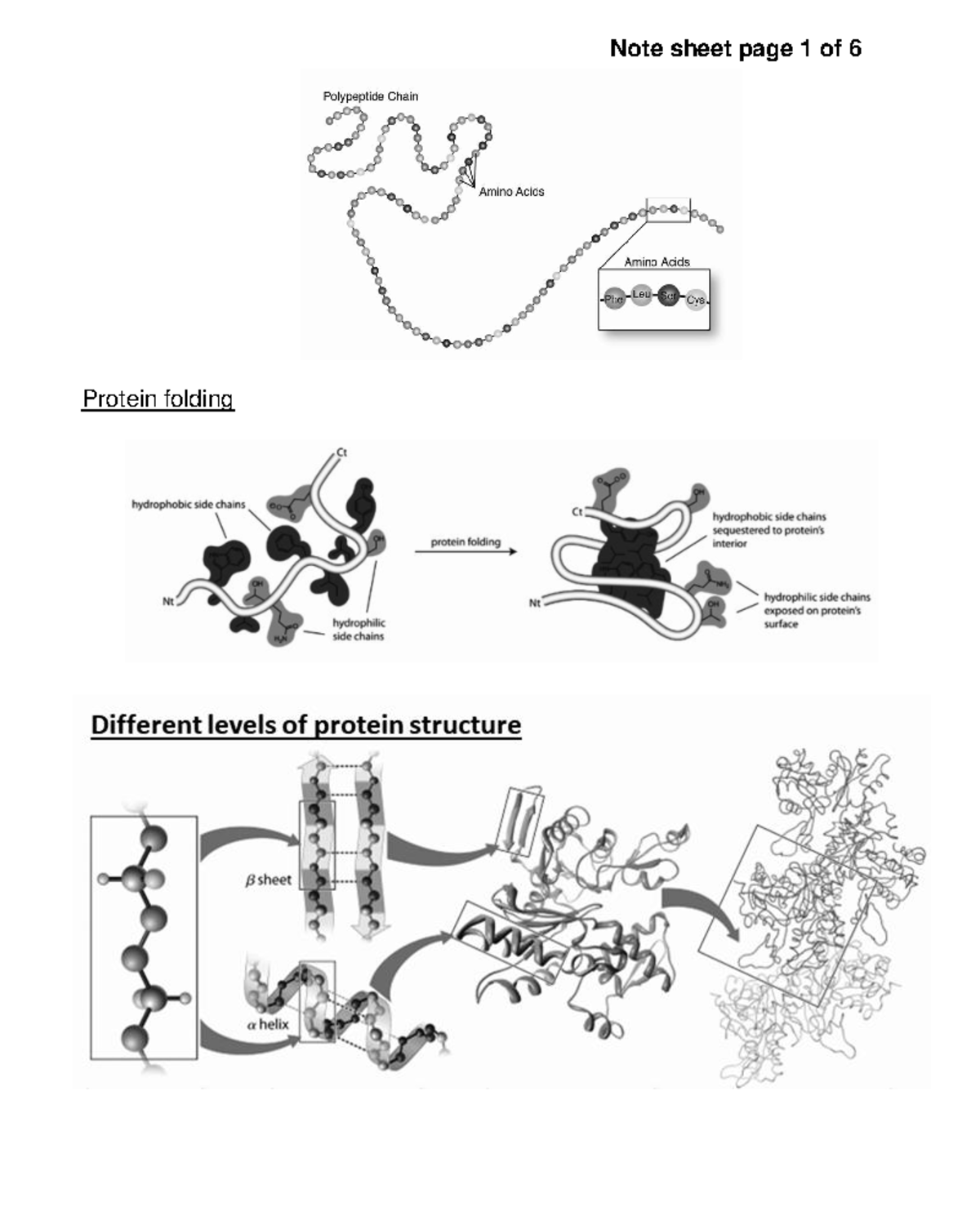 Biology 101: Notes on Protein Folding, Genetics & Cell Division - Studocu