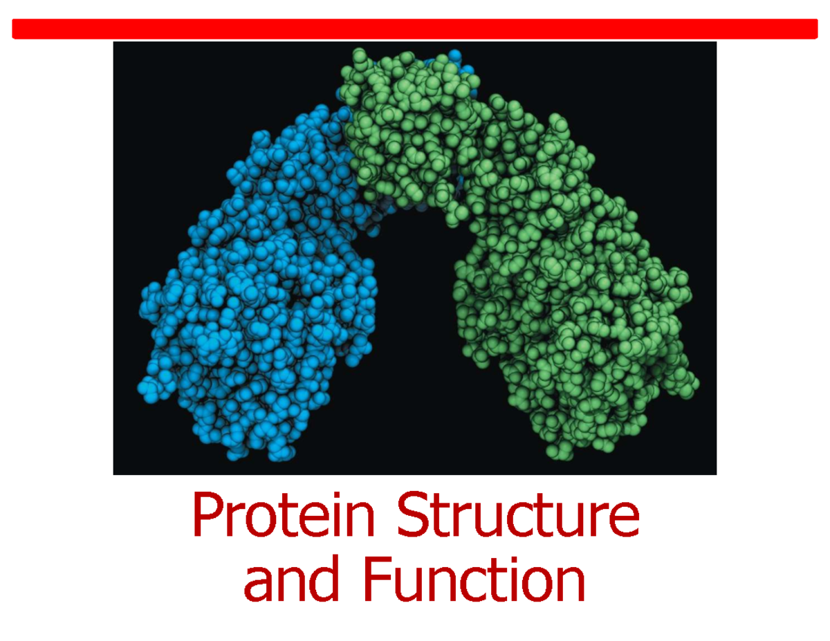 Protein Structure and Function Lecture Notes - BIOL 1113H - Studocu