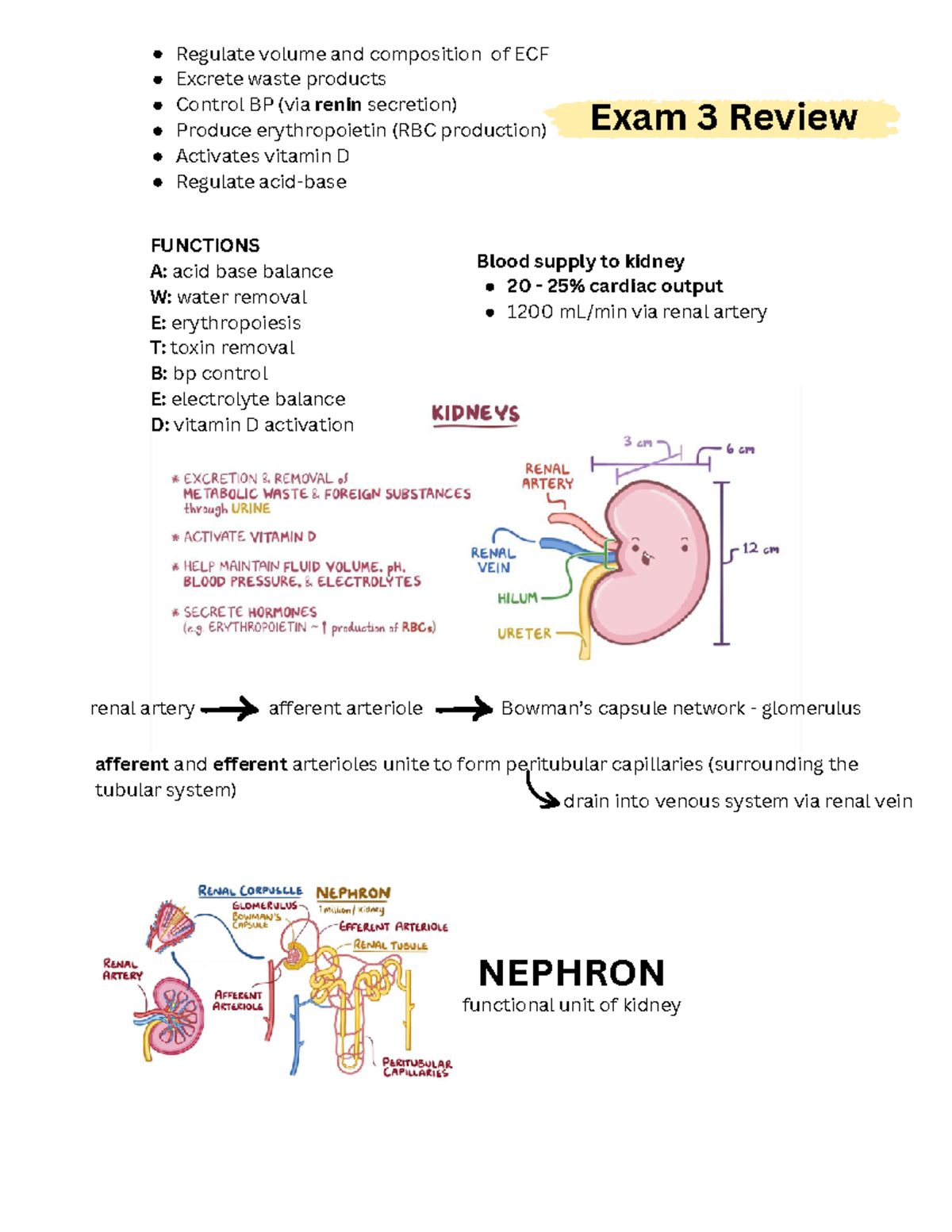 Med Surg II Exam 3 Review Notes: Renal & Urinary System Insights - Studocu
