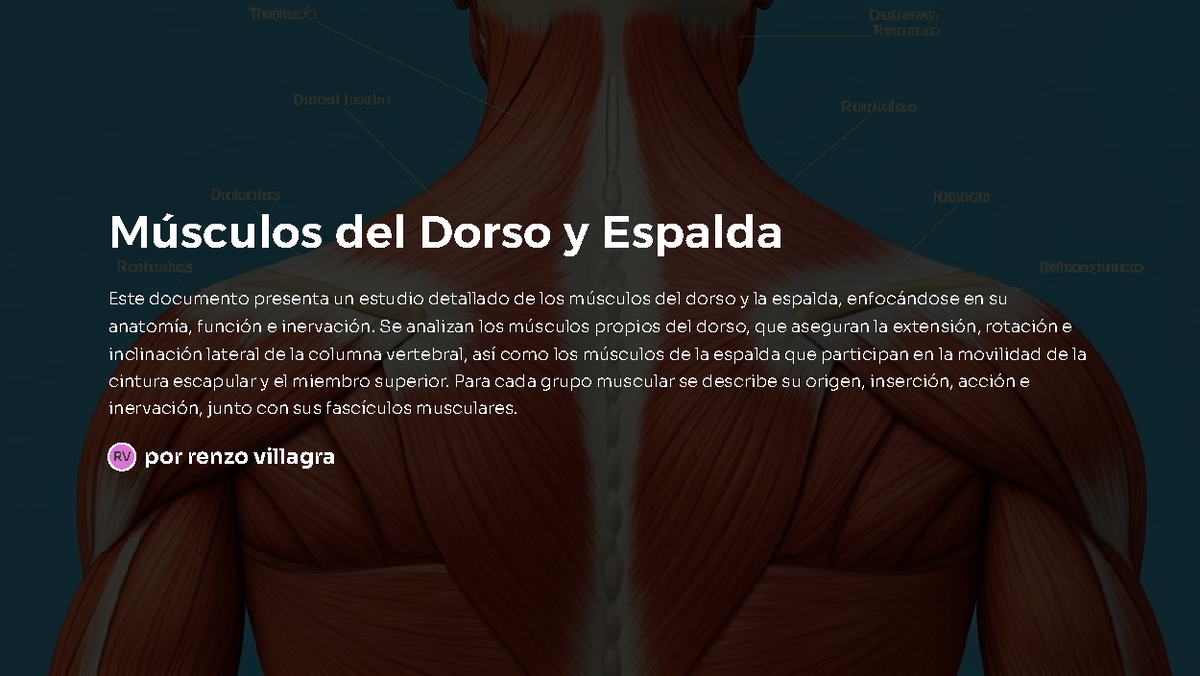 Músculos del Dorso y Espalda: Estudio Anatómico y Funcional - Studocu