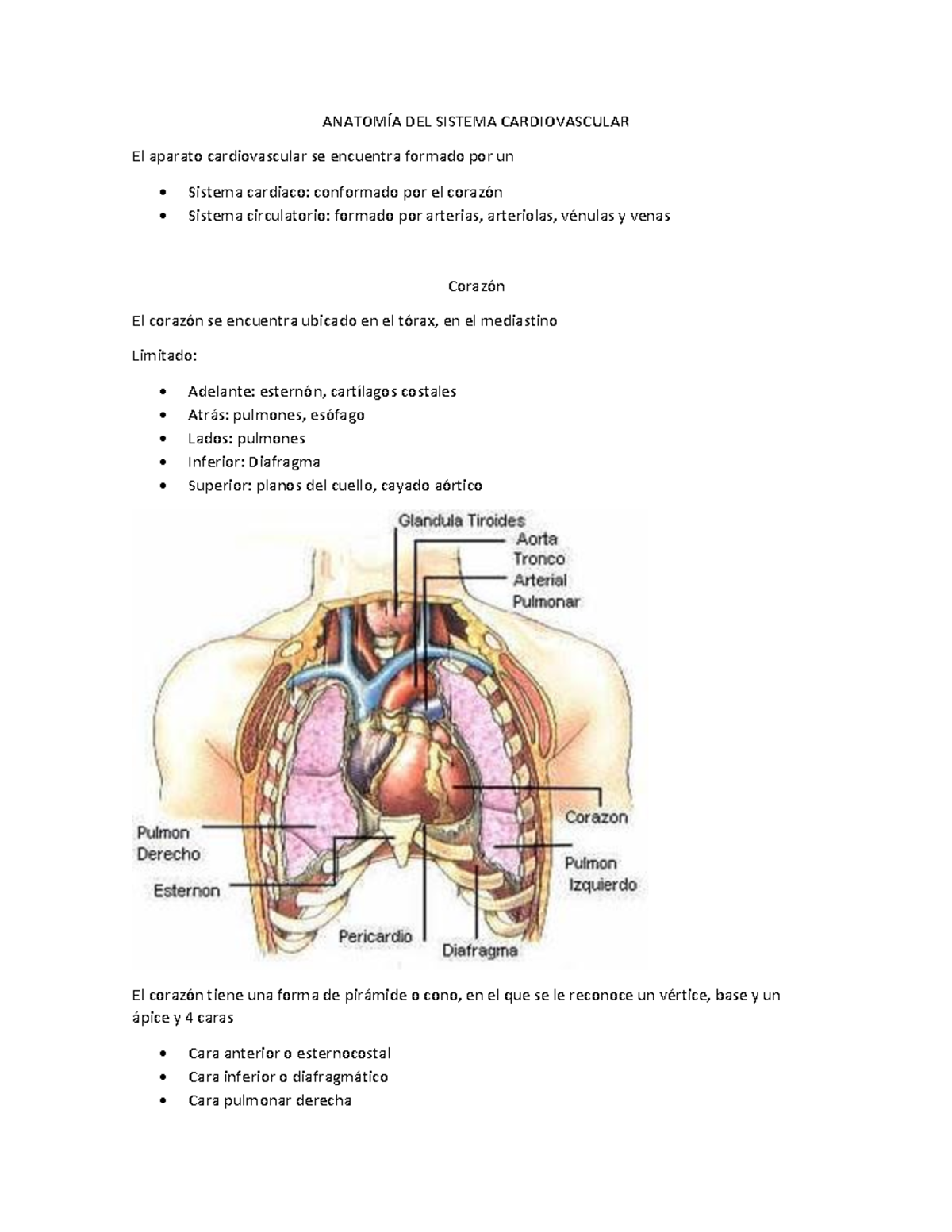 Unidad 6: Anatomía, Histología y Embriología del Sistema Cardiovascular ...