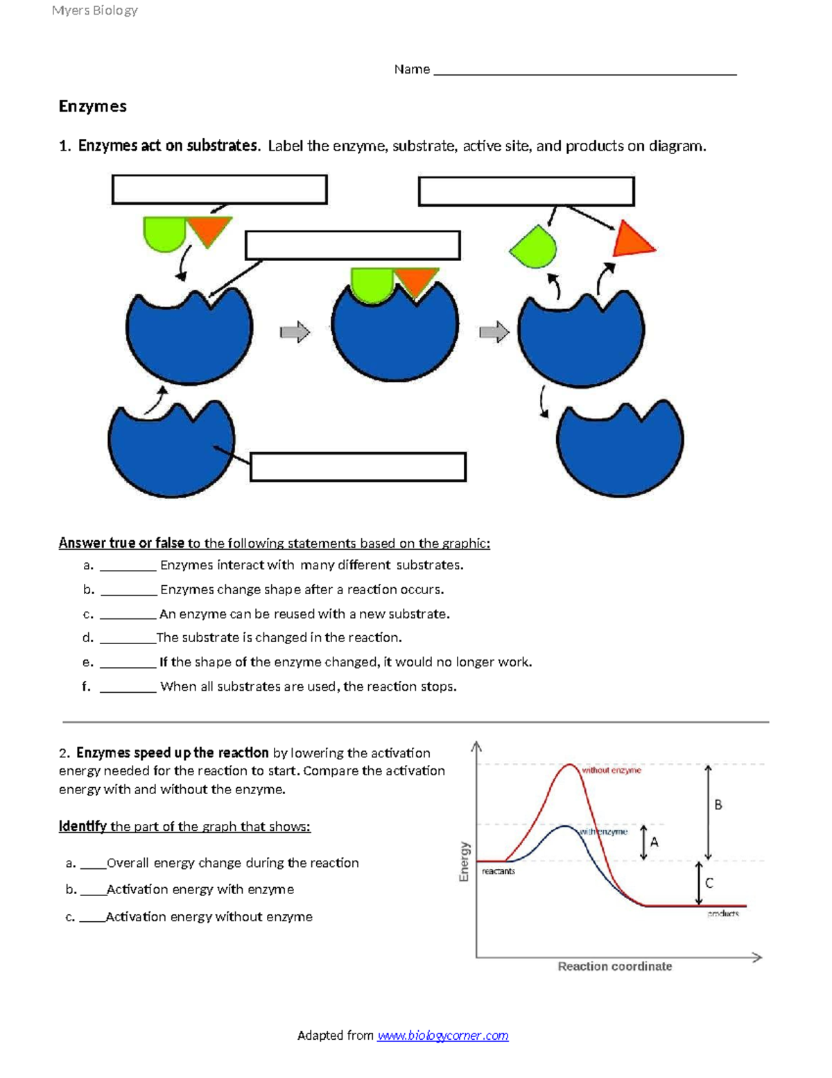 1101-7 Enzymes Worksheet: Understanding Enzyme Function and Reactions ...
