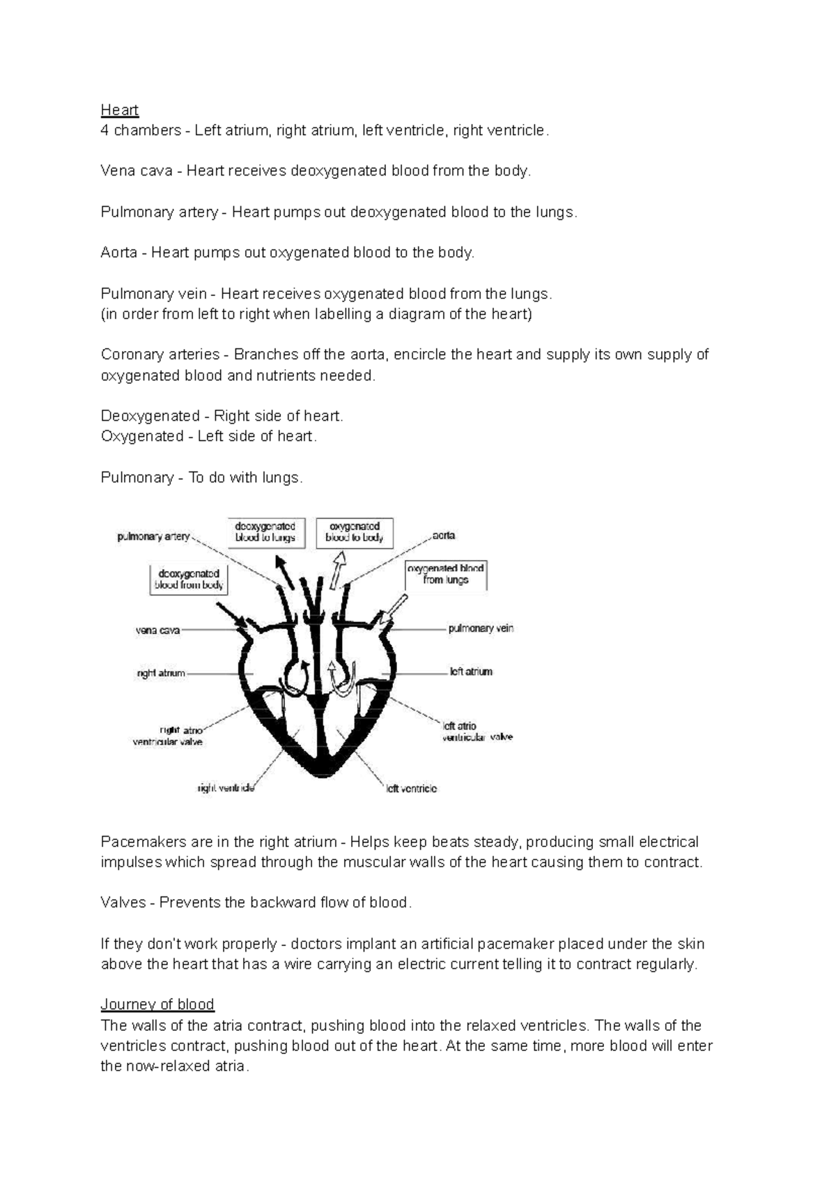Biology 101: Heart Structure and Blood Flow Overview - Studocu