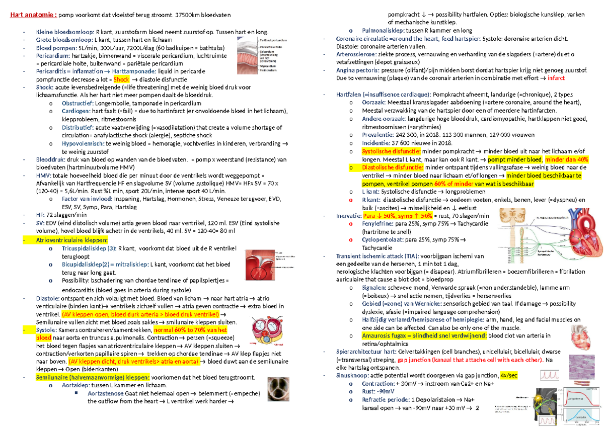 Hart Anatomie en Functie: Essentiële Informatie en Mechanismen ...