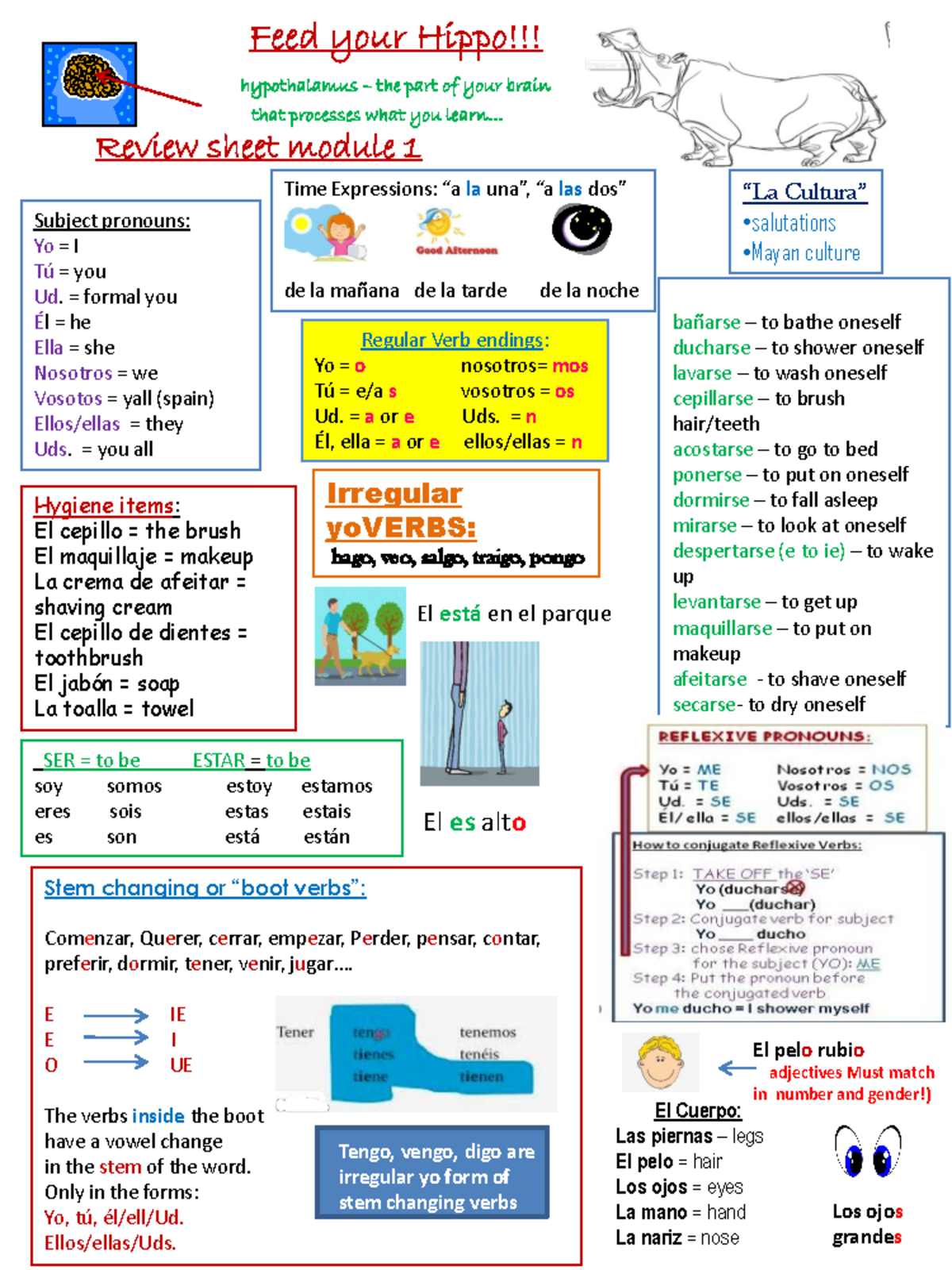 Hippo mod 1 v19 - Spanish study guide for Mol. 1 on Spanish 2 class ...