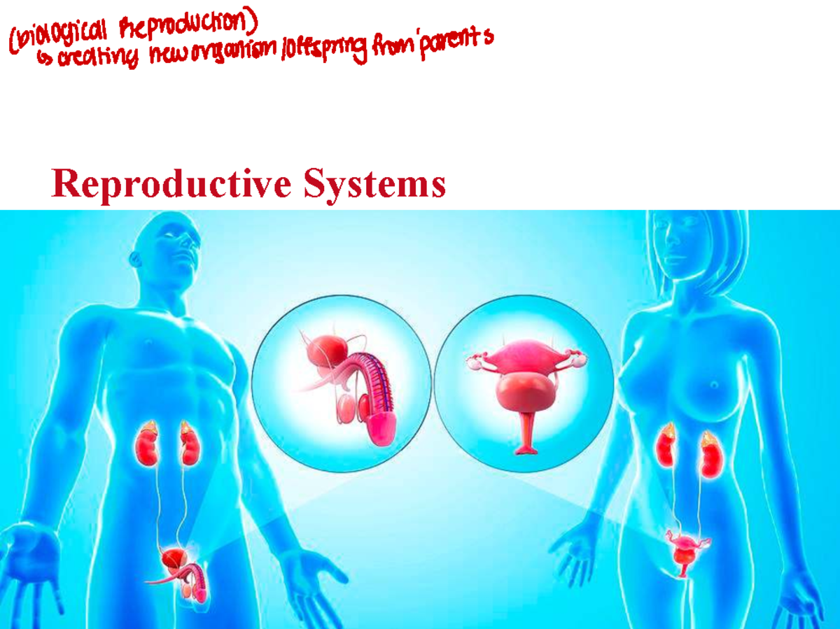Anatomy of the Male and Female Reproductive Systems: Gonads and Gametes ...