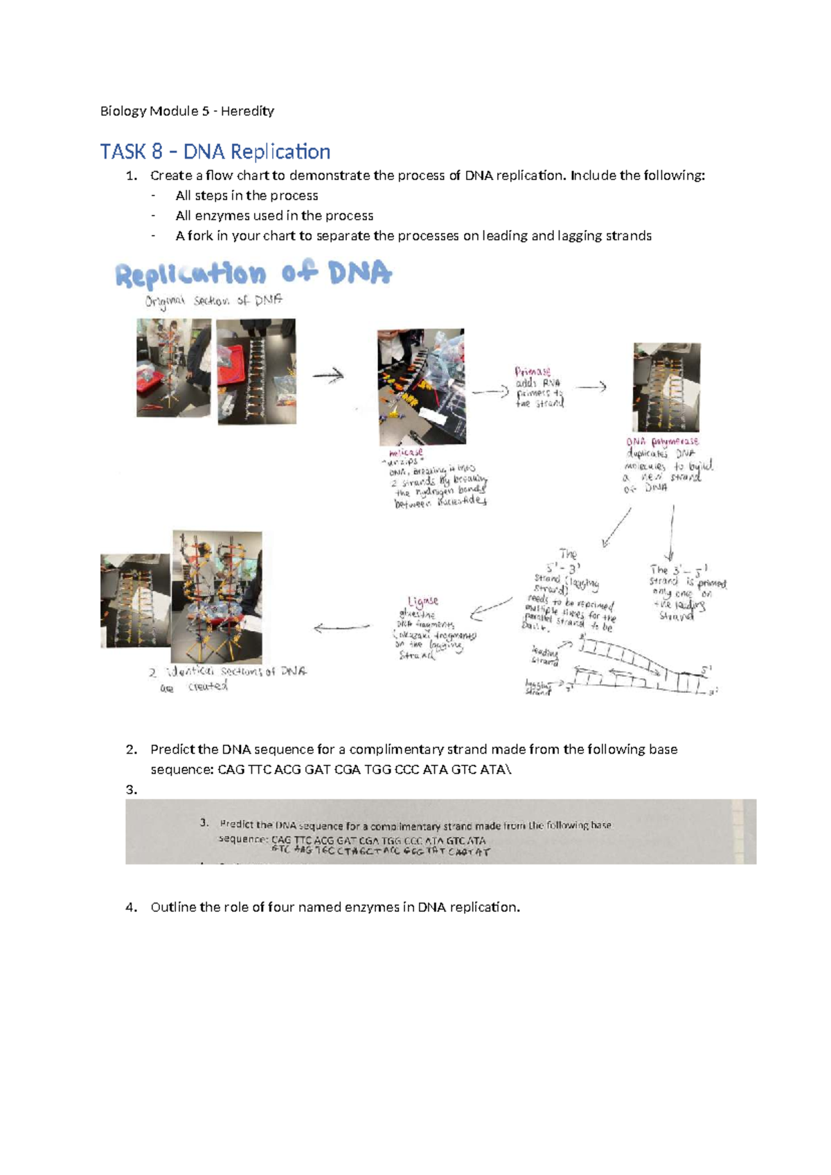 BIO M5 TASK 8 – DNA Replication - Biology Module 5 - Heredity TASK 8 ...