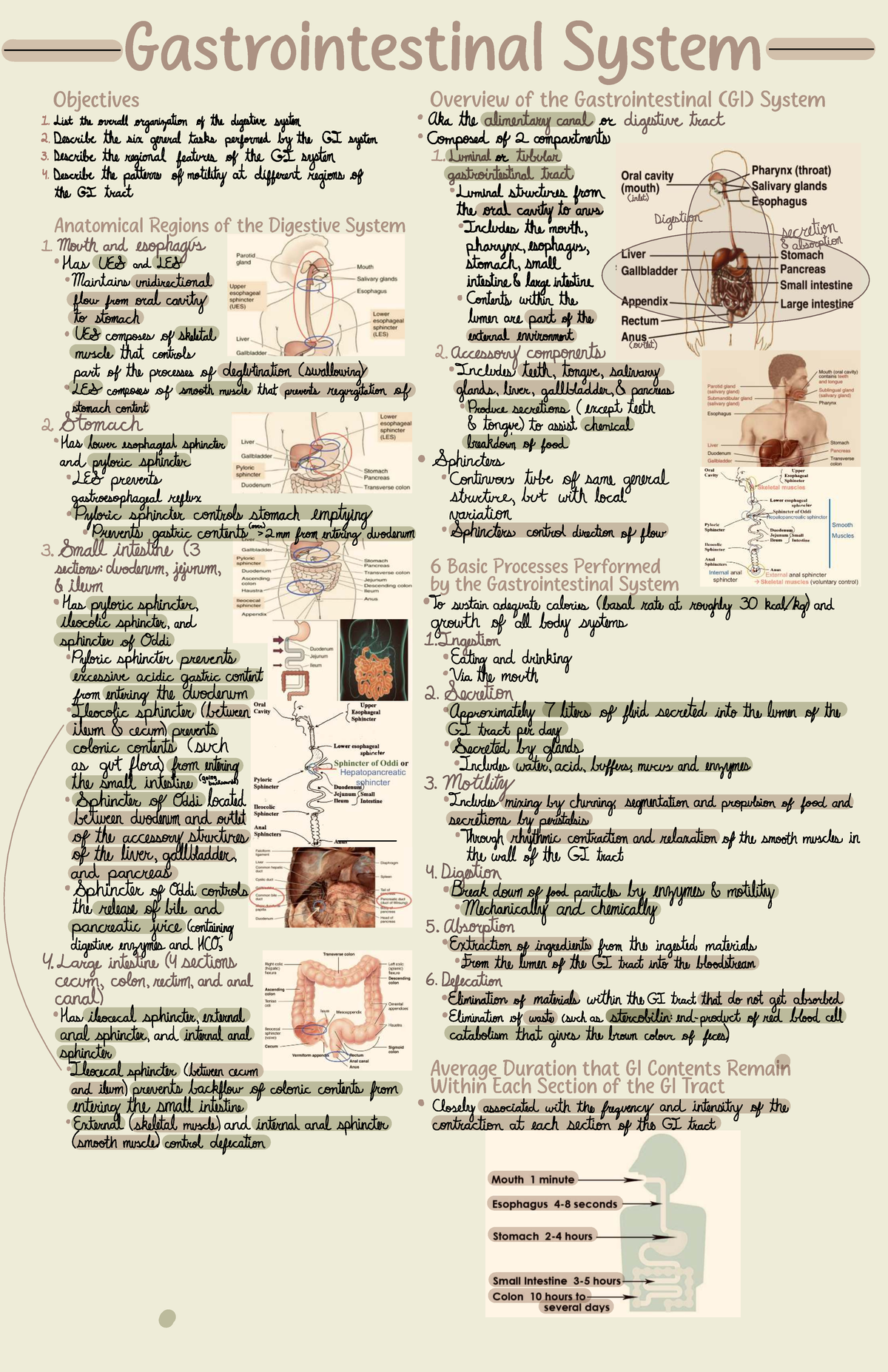 Gastrointestinal System Overview: Key Functions and Anatomy (BIO 101 ...