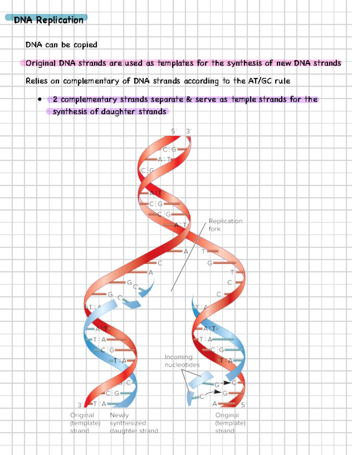 DNA Replication Overview: Process, Enzymes, and Strand Types - DNA ...