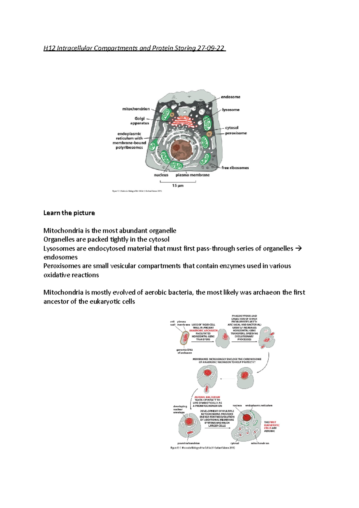 MBOC2: Chapter 12 - Intracellular Compartments & Protein Sorting ...