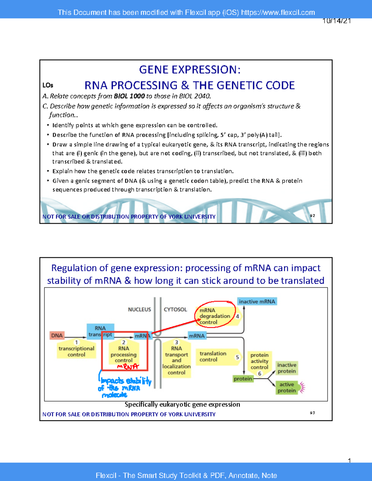 RNA Processing in Gene Expression - BIOL 2040 F2022 Overview - Studocu
