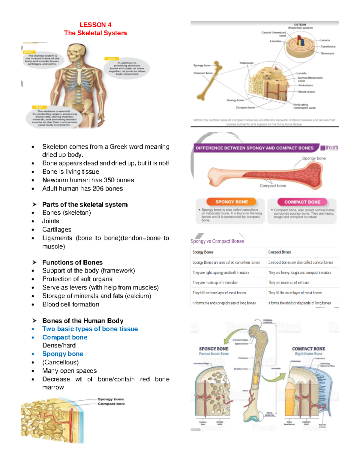 Lesson 4: Detailed Study of the Skeletal System (BIO101) - Studocu