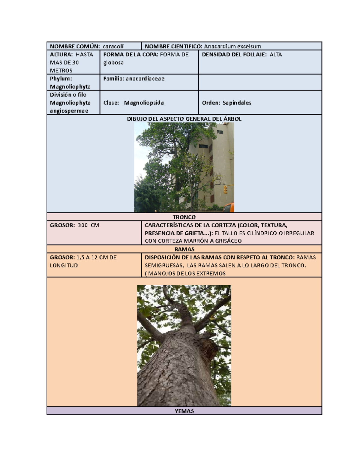 Biología Vegetal - Características del Caracolí (Anacardium excelsum ...
