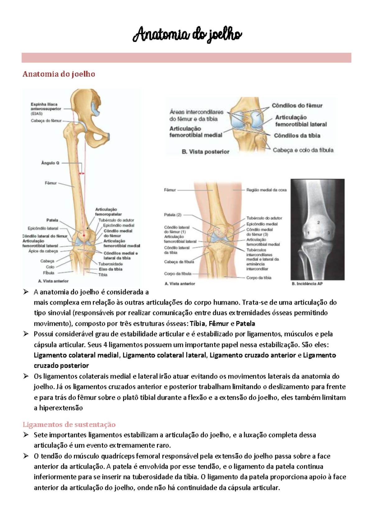 Anatomia do Joelho: Resumo Completo e Didático para Estudo - Studocu