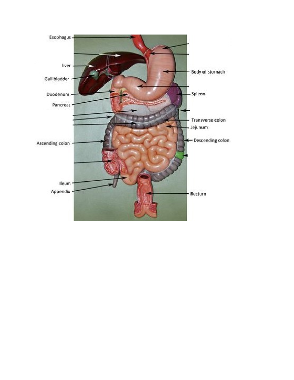 Digestive System Models - Biol 101 - This is a closeup view of the ...