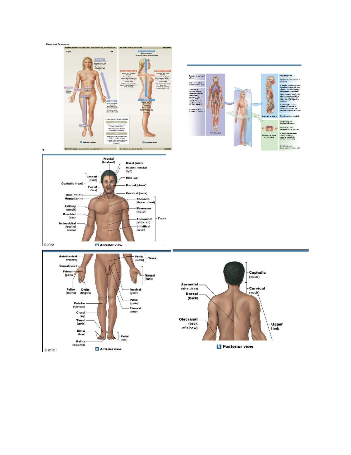 Anatomy Overview: Directional References and Terminology - Studocu