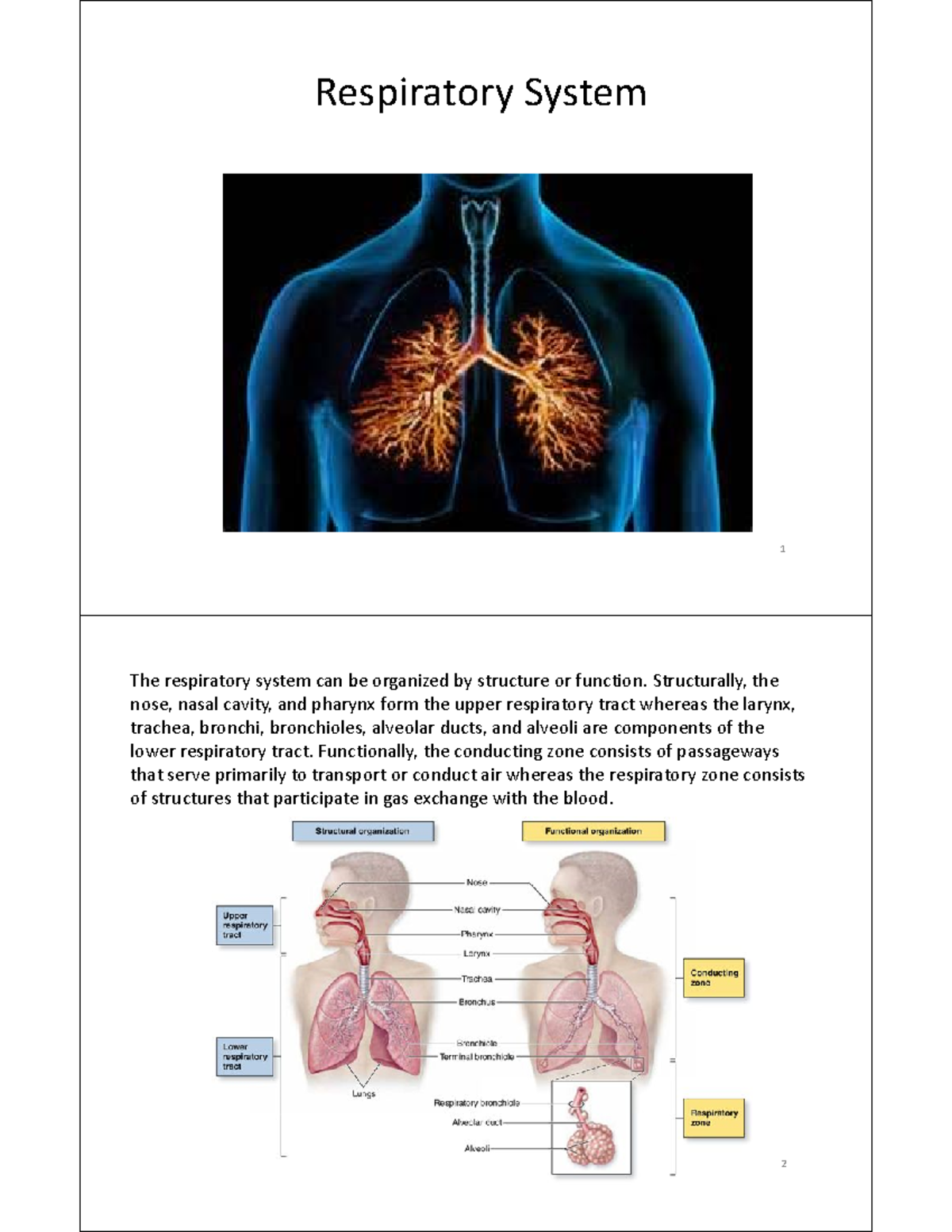 BIO 101: Respiratory System Overview and Gas Exchange Processes - Studocu