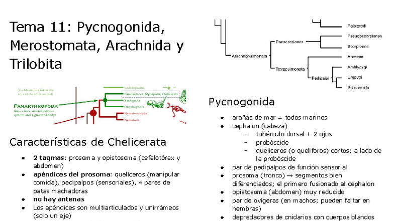 Tema 11: Características de Pycnogonida, Merostomata y Arachnida - Studocu