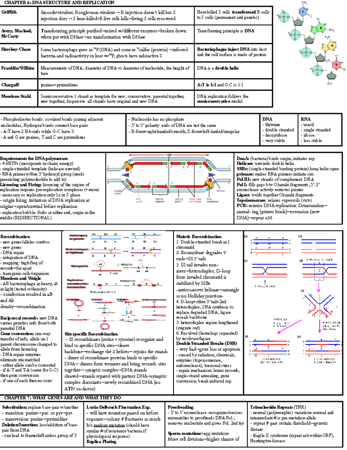 BIO 101: Exam 1 Study Guide - DNA, Genes, and Mutations Overview - Studocu