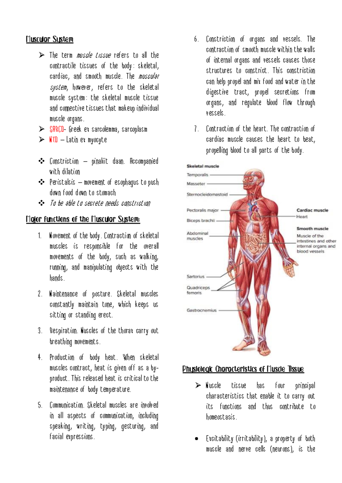 Muscular System Organs Parts
