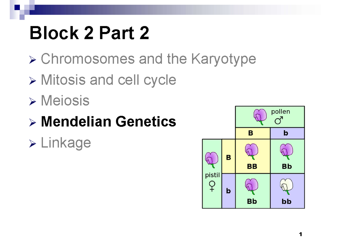 Genetics Lecture Notes: Mendelian Inheritance and Probability - Studocu
