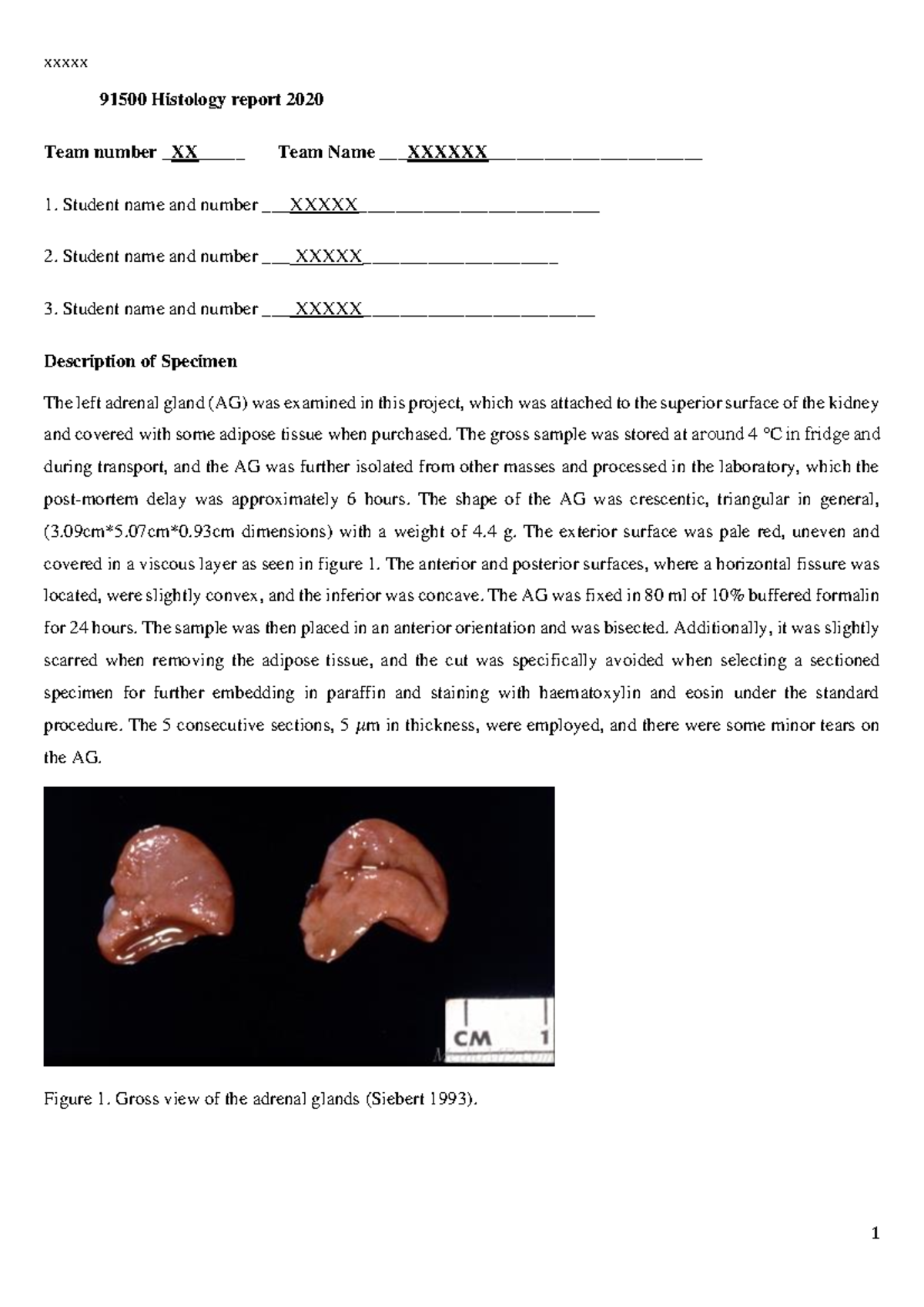 Histology Project - 91500 Histology report 2020 Team number XX____ Team ...