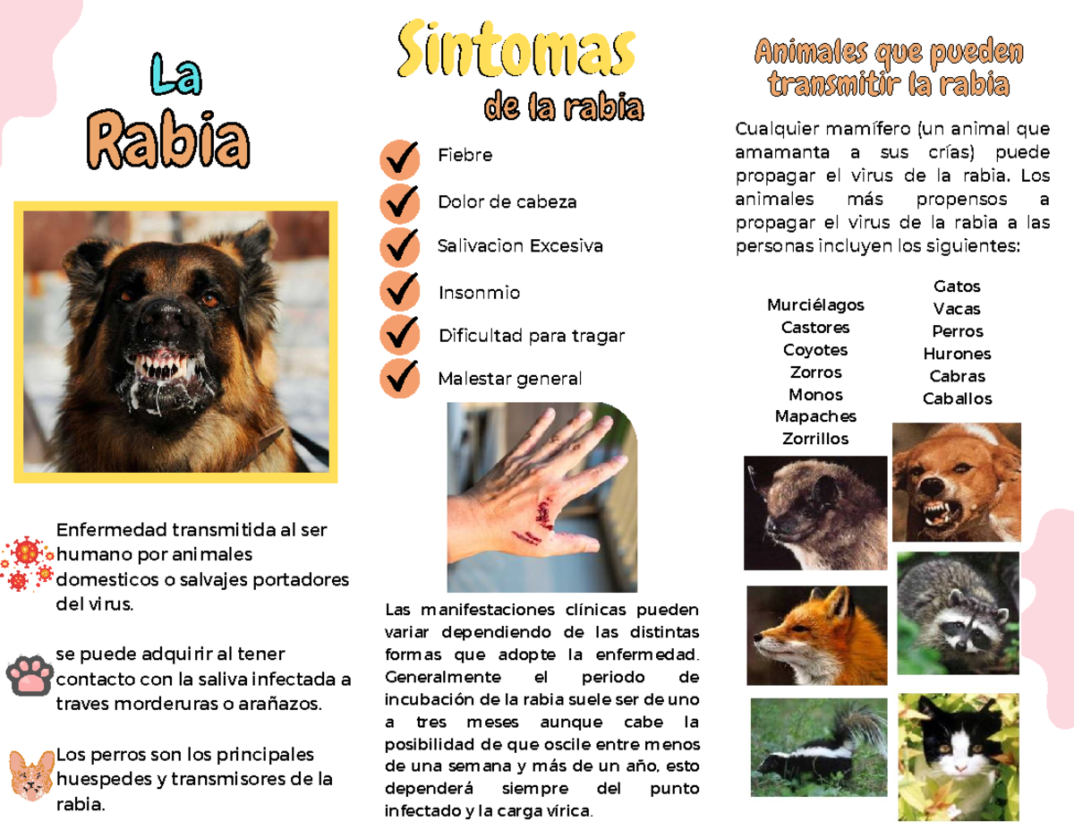 Todas Las Mordeduras De Perro Causan Rabia