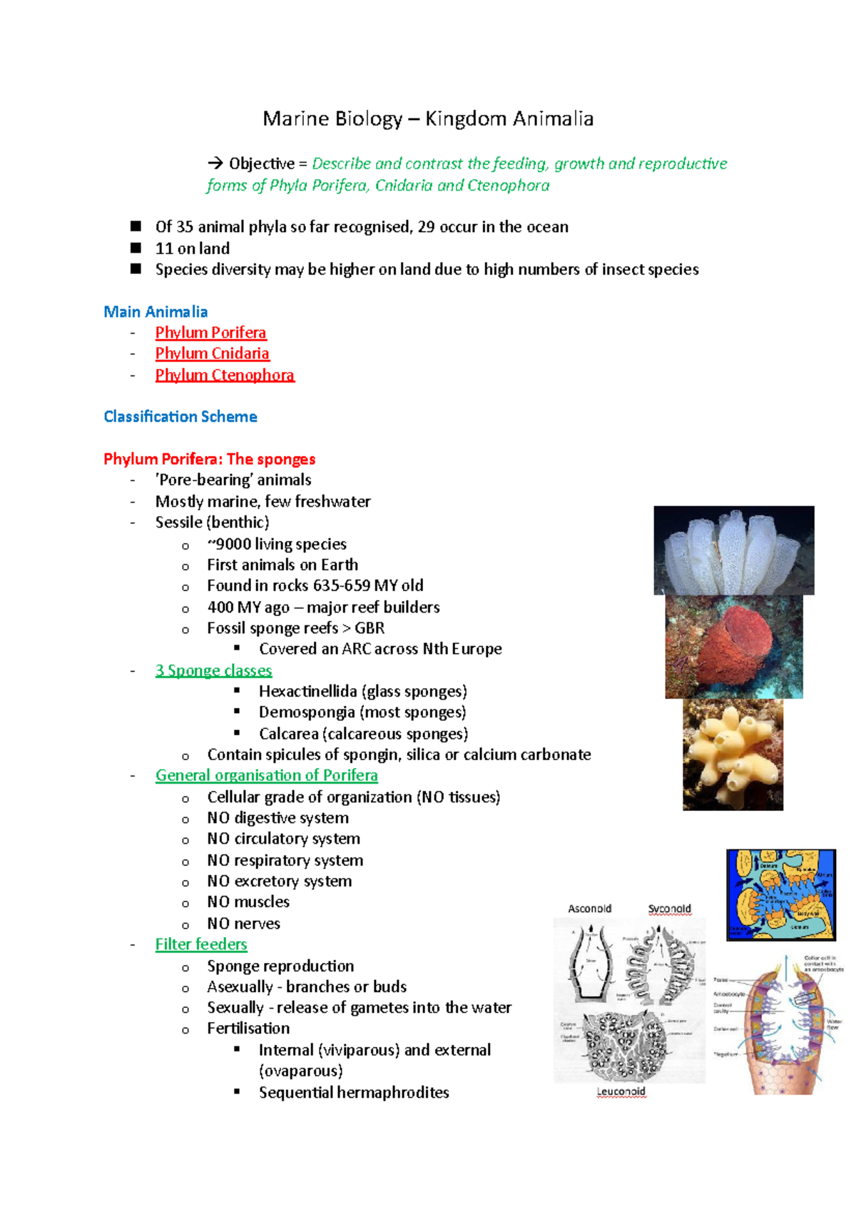 W5.L11 - (3) Marine Biology Animalia - Marine Biology – Kingdom ...