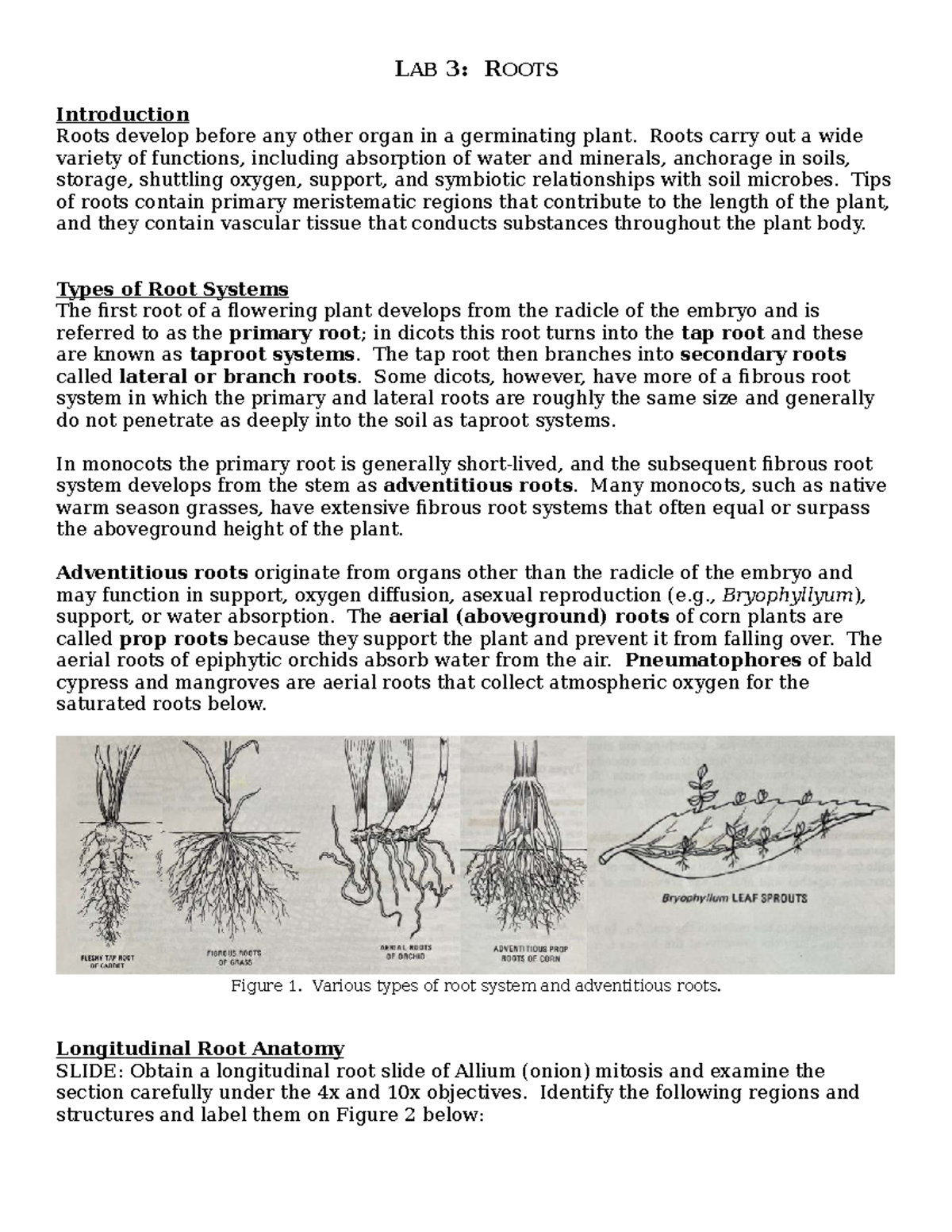 Lab 3: Anatomy of Plant Roots - Longitudinal and Structural Insights ...