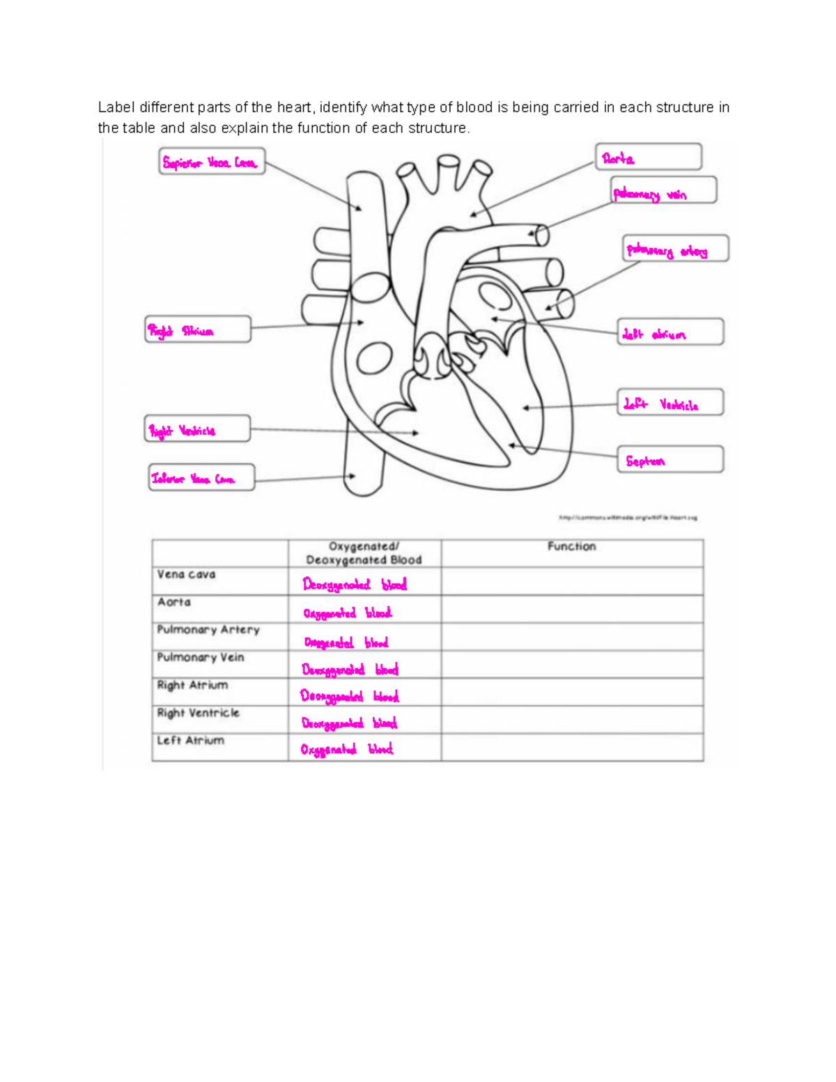 Grade 11 Biology: Heart Structure & Blood Functions Study Guide - Studocu
