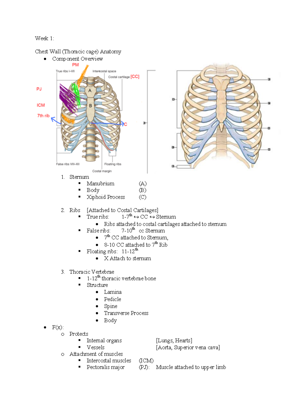 1. CPRe01-03 Anatomy of Chest Wall, Lungs, Pleura, Diaphragm and ...