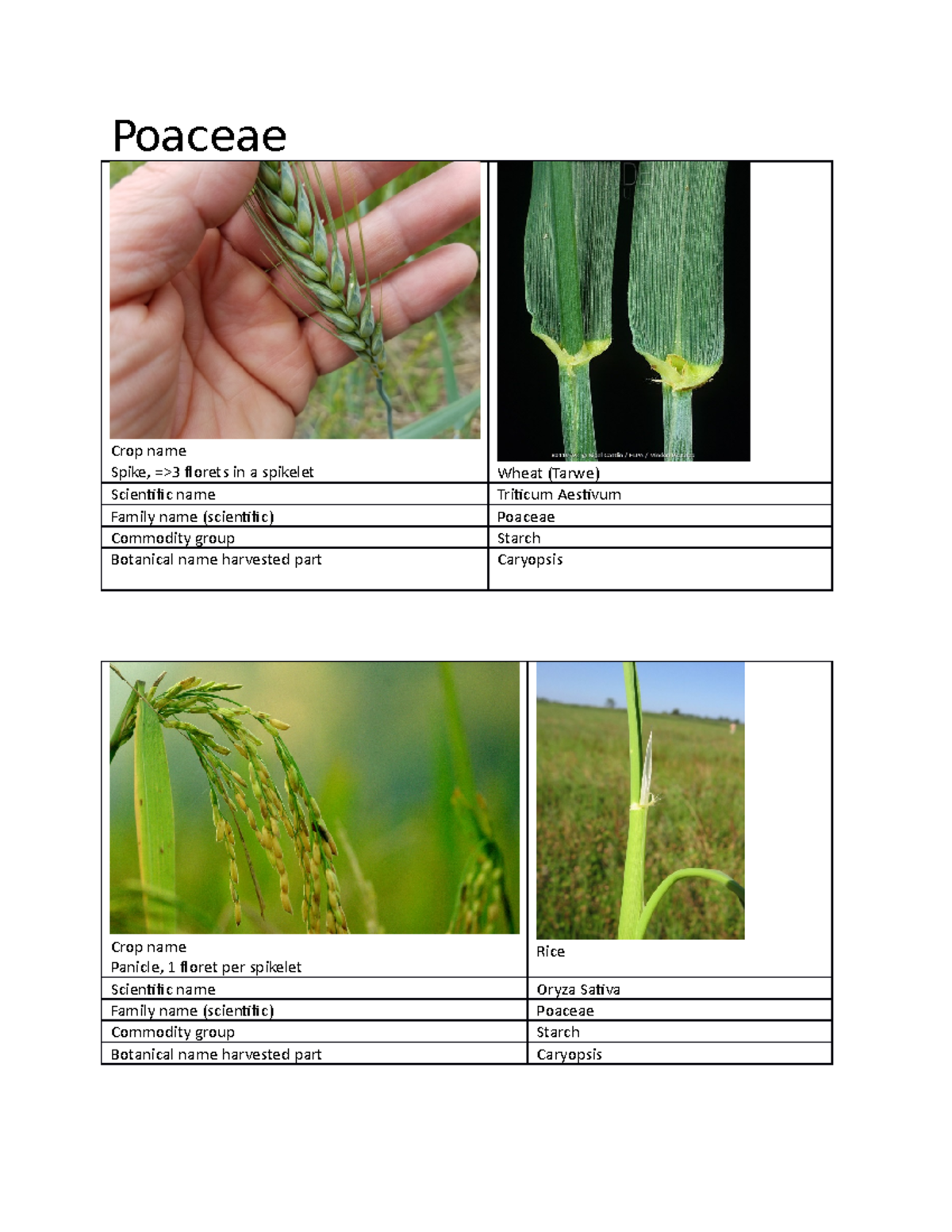 Comprehensive Crop List with Pictures for Agricultural Studies ...