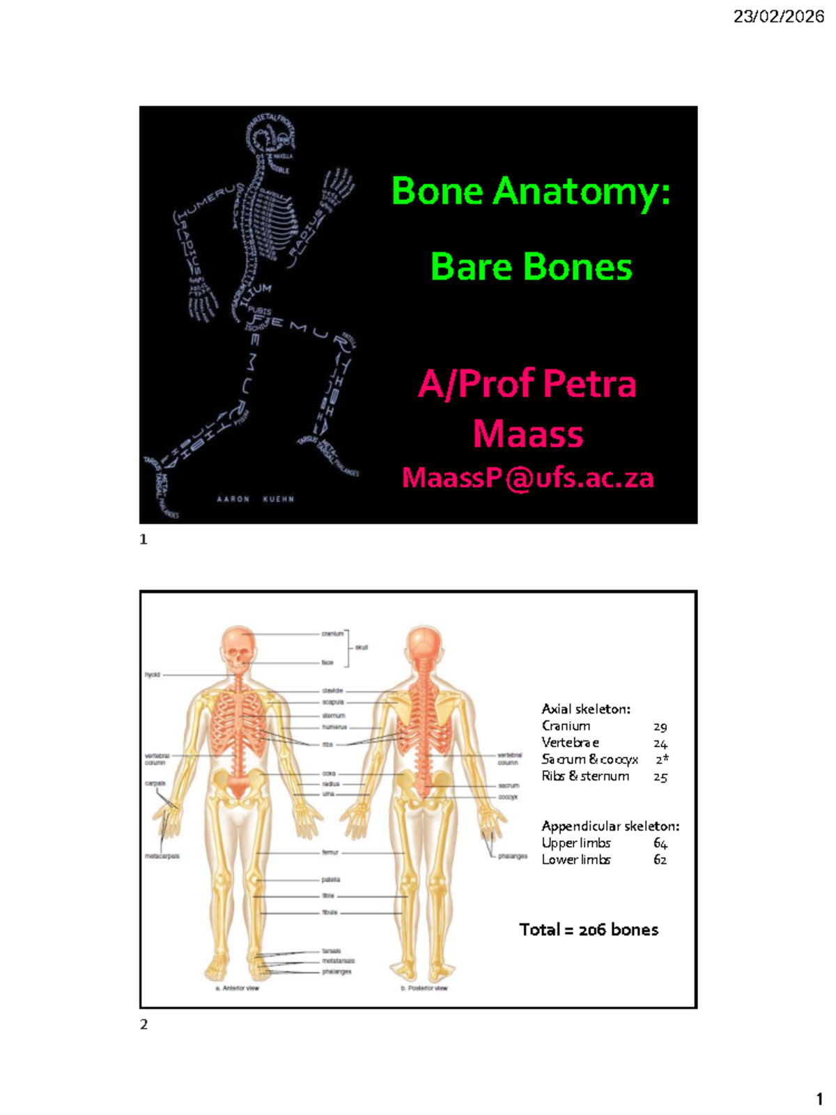 Osteo 2026: Comprehensive Guide to Bone Anatomy and Structure - Studocu