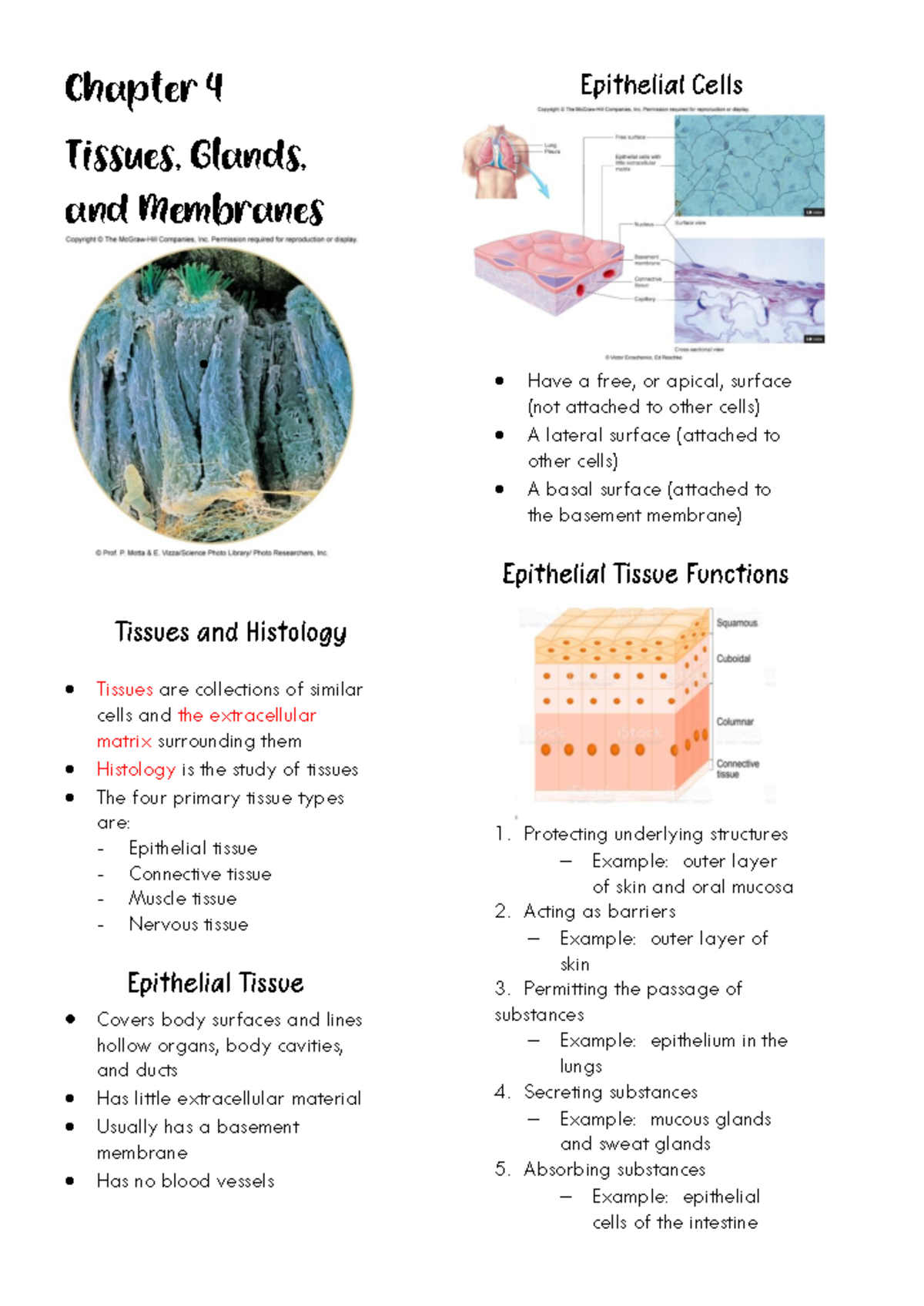 Chapter 4: Anaphy Notes on Tissues, Glands, and Membranes - Studocu