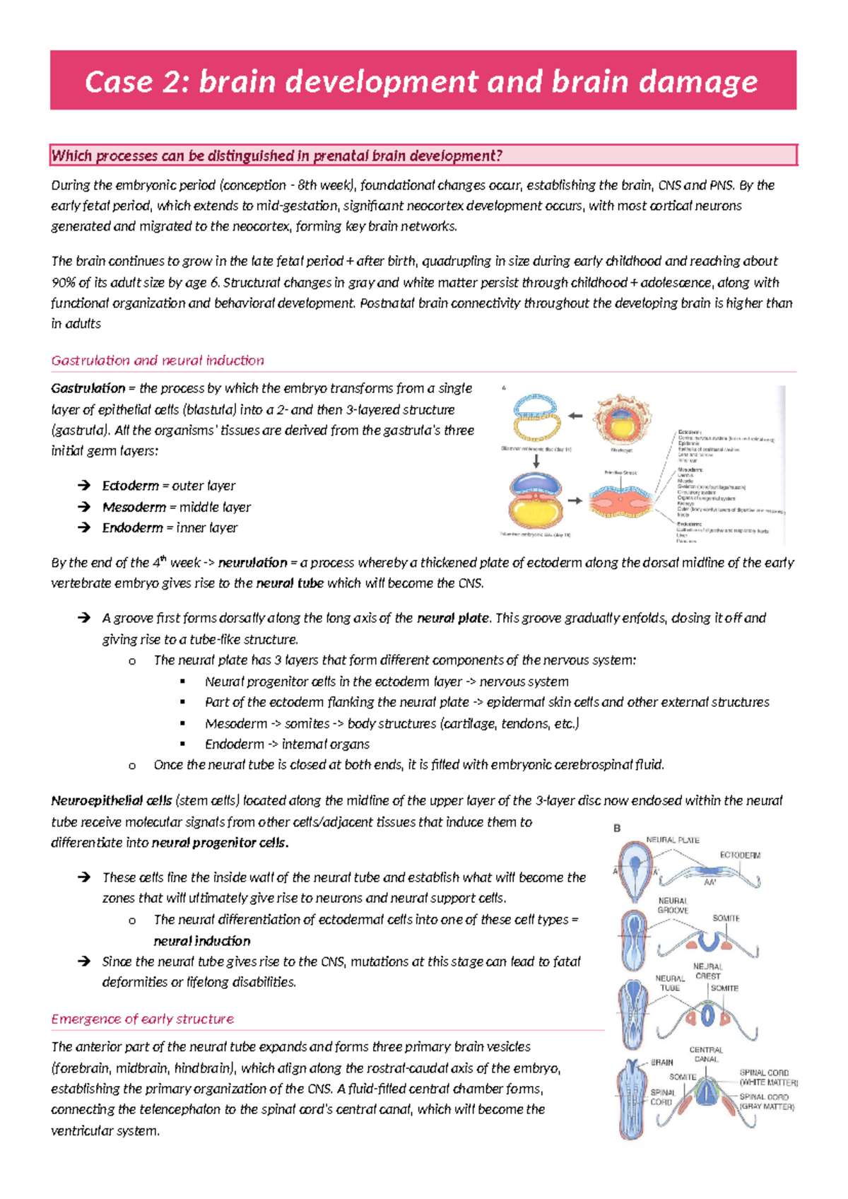 Case Study on Brain Development and Damage in Child Neuropsychology ...