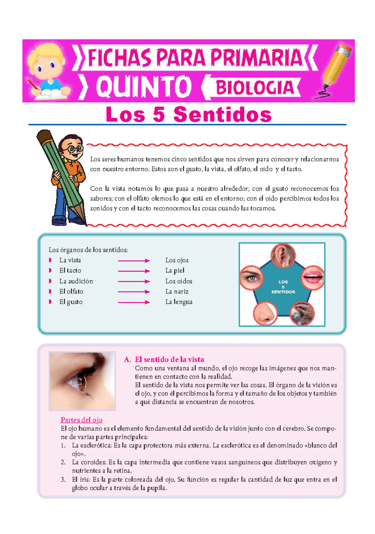 Los 5 Sentidos para Quinto de Primaria - Los seres humanos tenemos ...