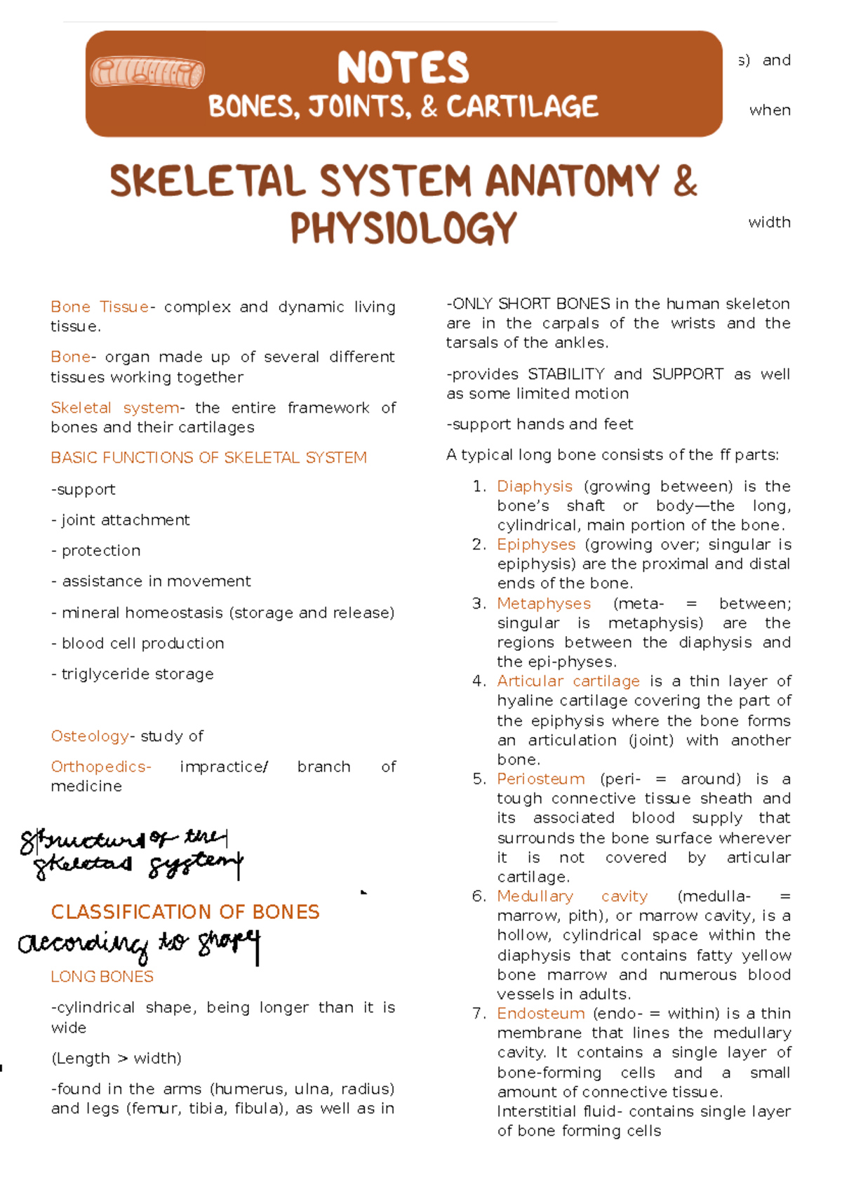 Skeletal System Overview - Key Concepts and Functions - Studocu